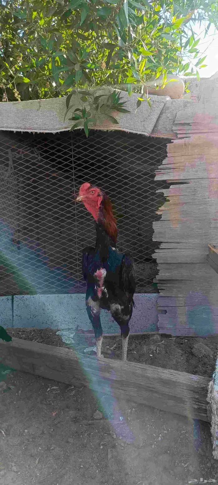 ديك شامو يباني 2