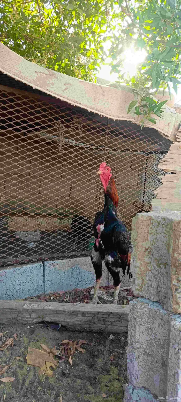 ديك شامو يباني 0