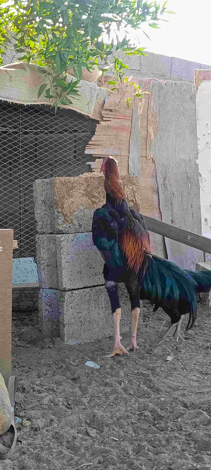 ديك شامو يباني 1