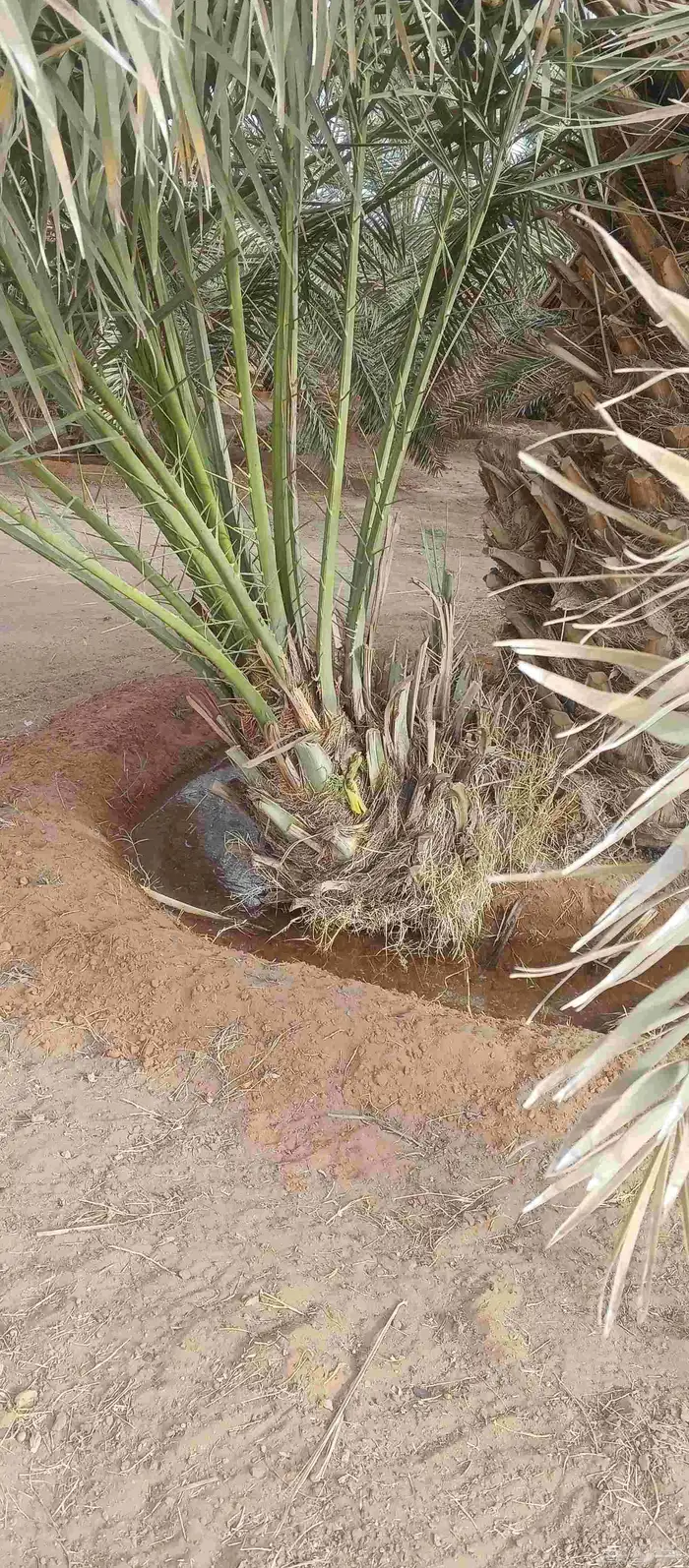 فروخ كبيره اخلاص اشقر رقم واحد مجانا 1