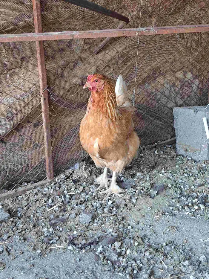 ديك عربي ودجاجتين لهمان مهجن 2