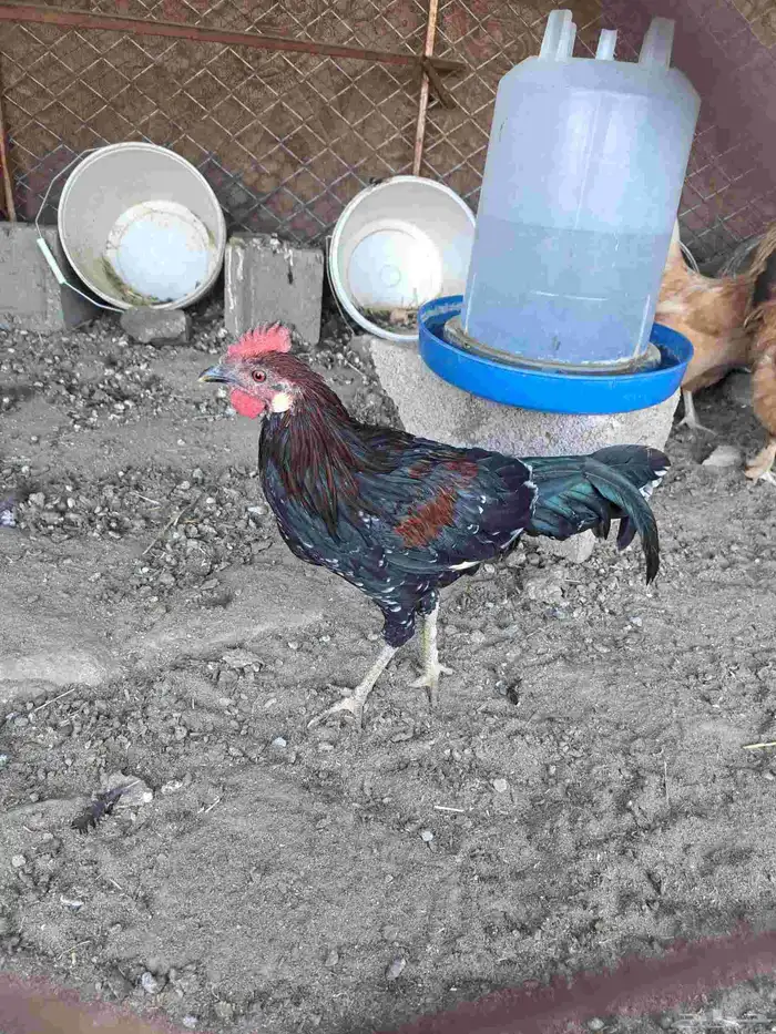 ديك عربي ودجاجتين لهمان مهجن 3