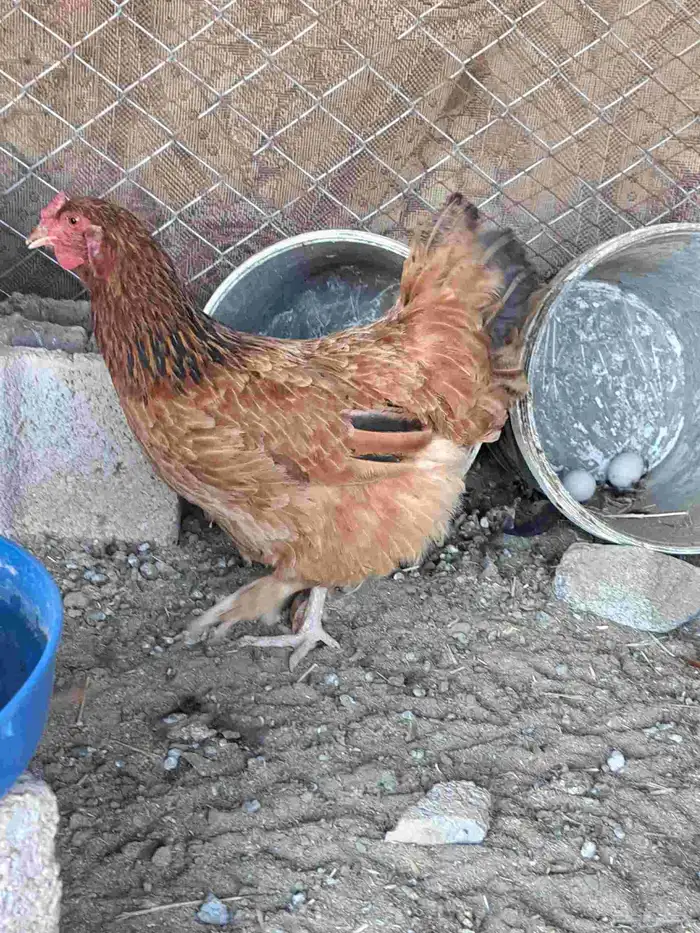 ديك عربي ودجاجتين لهمان مهجن 0