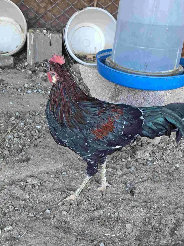 ديك عربي ودجاجتين لهمان مهجن 1