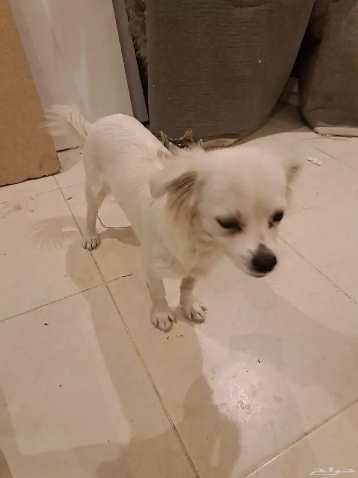 كلبه للبيع 1