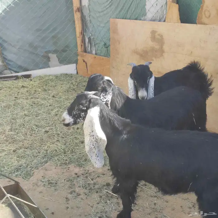 تيوس عوارض مقفله 2