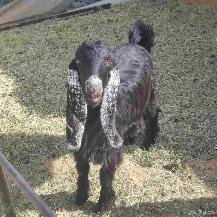 تيوس عوارض مقفله 0