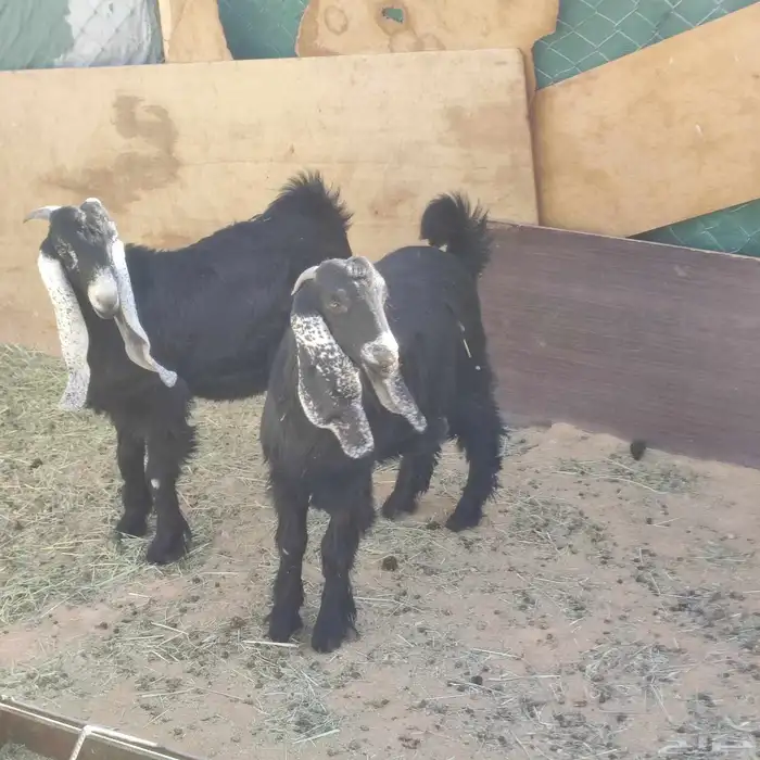 تيوس عوارض مقفله 1