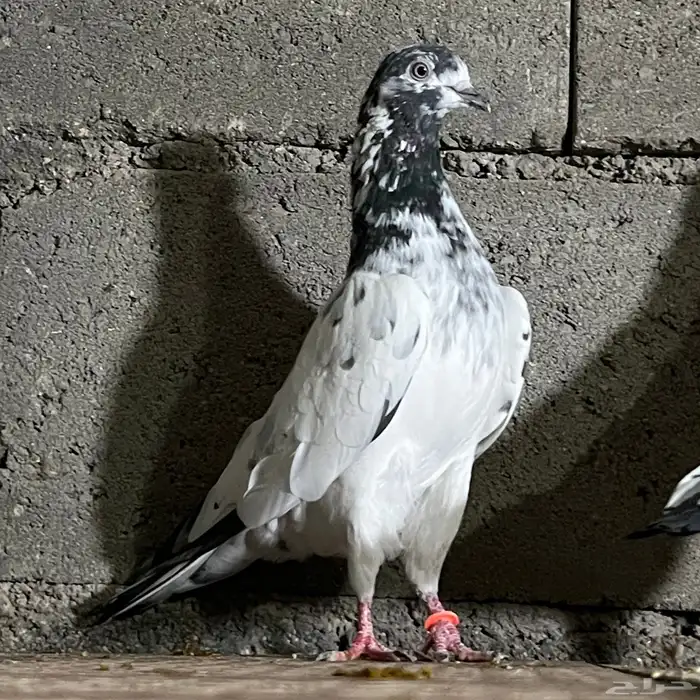 حمام باكستاني 3