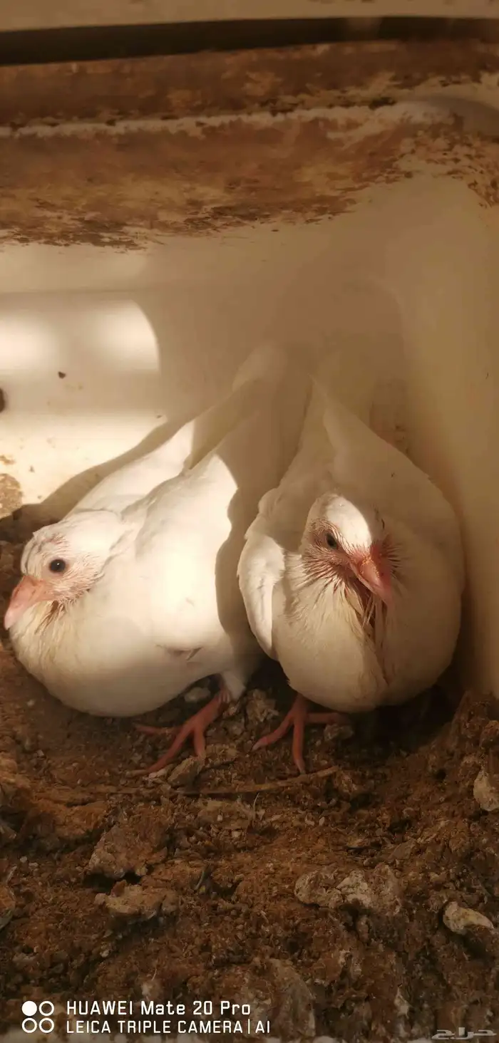 زغاليل فرنسي وزاجل 1