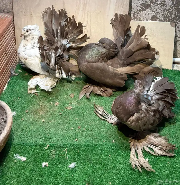 زوج رقاص هندي منتج 2