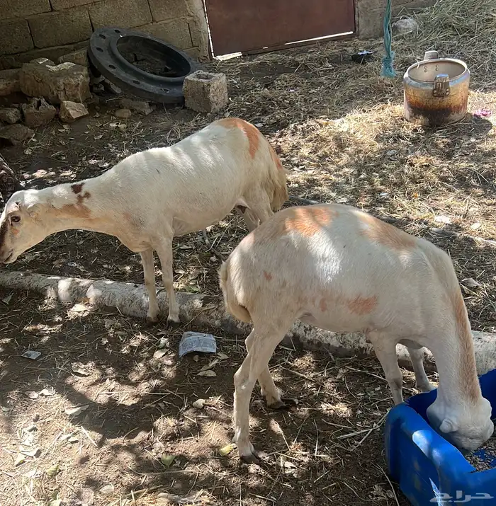 2 ضان دفيع عاده بكره اللي يبغا يتقنها ماشاءالله امها تتيمم 0