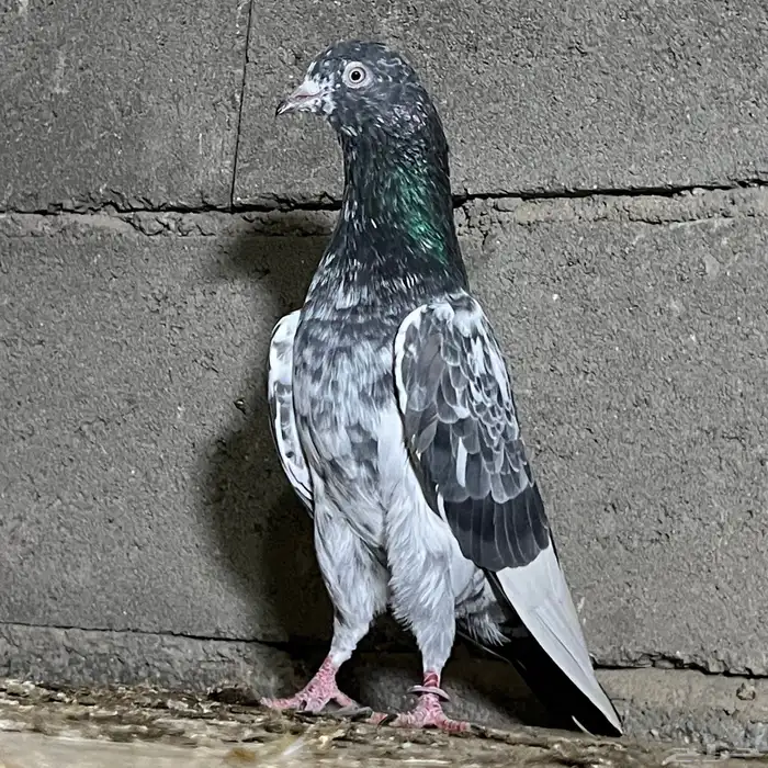 حمام باكستاني 7