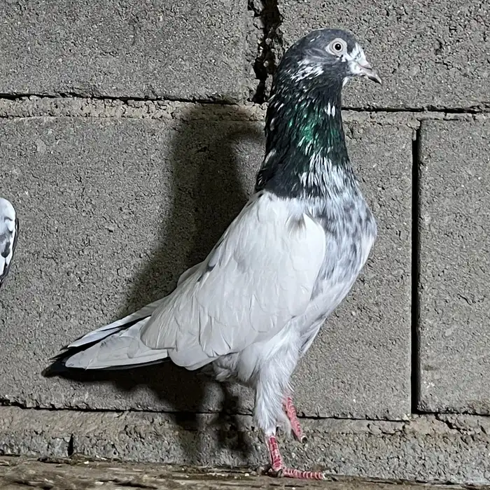 حمام باكستاني 1