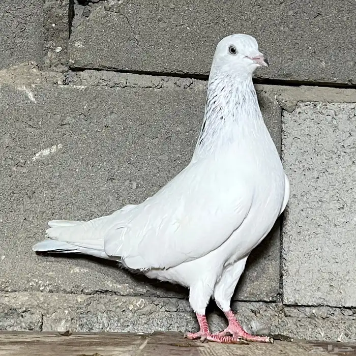 حمام باكستاني 15