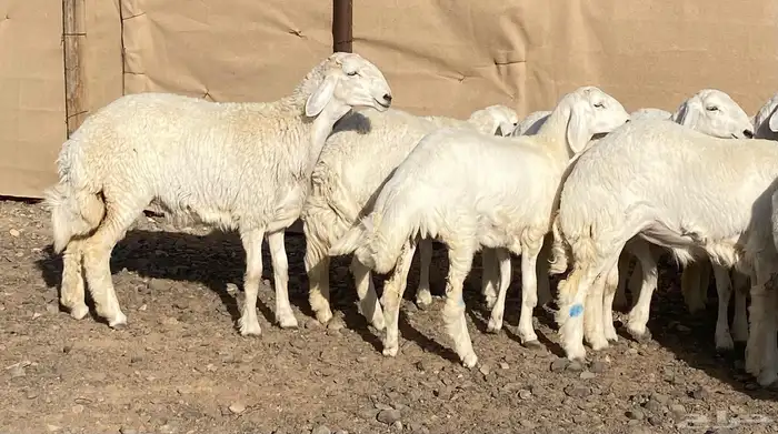 رخال حريات فواخر تاسيس مراح 5