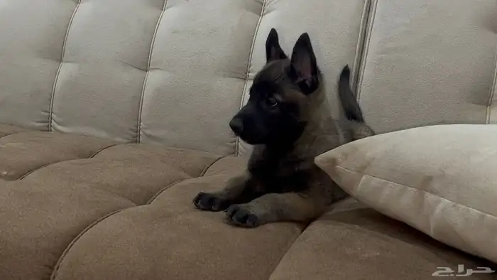 جراوي مالينو 6