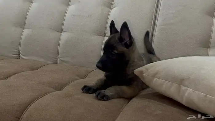 جراوي مالينو 7