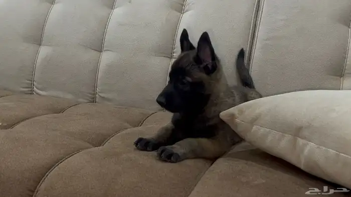 جراوي مالينو 8