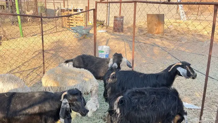 غنم للبيع 5