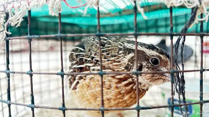 مريعي للبيع فري 0