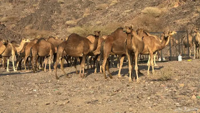 مزاد ابل مراح عددها 70 بفحول 2 4