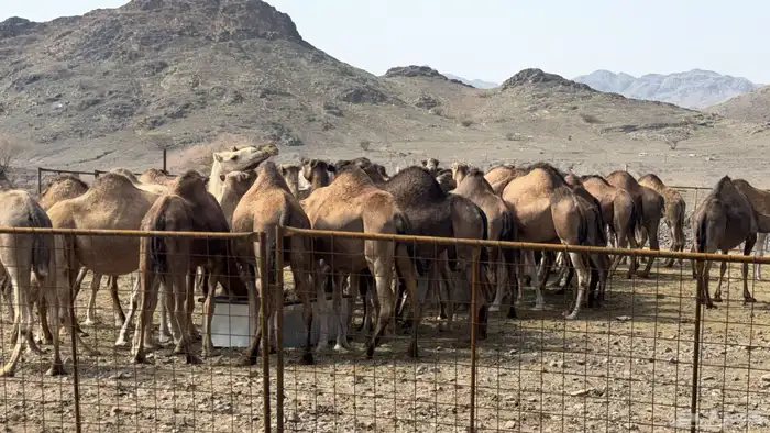 مزاد ابل مراح عددها 70 بفحول 2 1