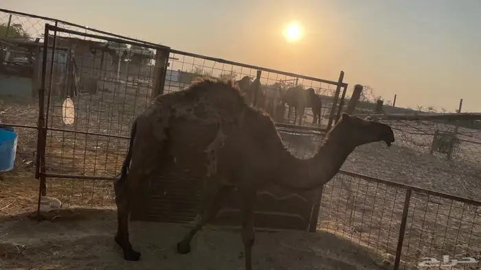 قعود علي الحليب والشعير 4