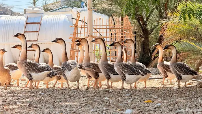 وز عراقي اصيل 1