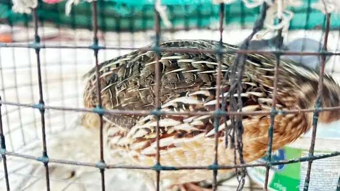 مريعي للبيع فري 1