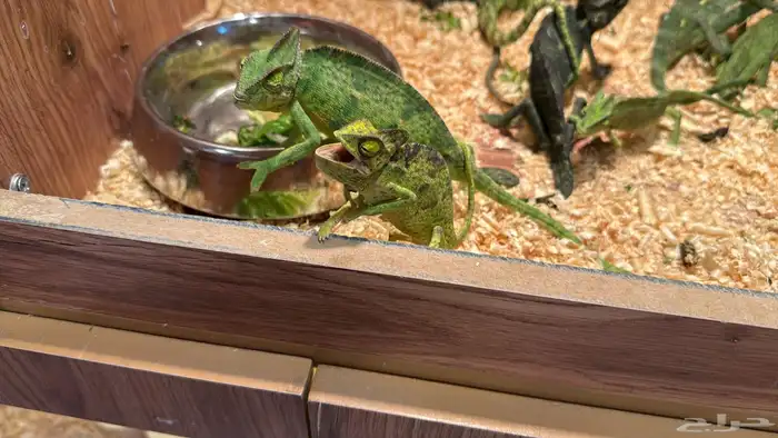 حرباء كاميليون 6