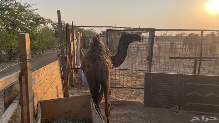 قعود علي الحليب والشعير 3