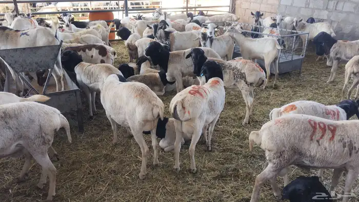 خرفان جذع 780 شامل الذبح والتوصيل 0