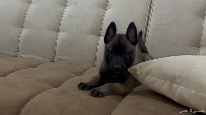 جراوي مالينو 9