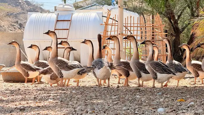 وز عراقي اصيل 2