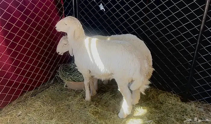 خروفين كفو 1