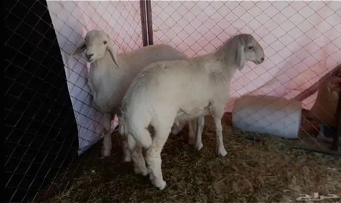 خروفين كفو 0