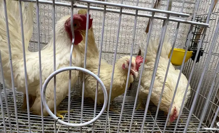 دجاج جبنيز 1