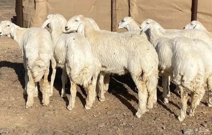 رخال حريات فواخر تاسيس مراح 0