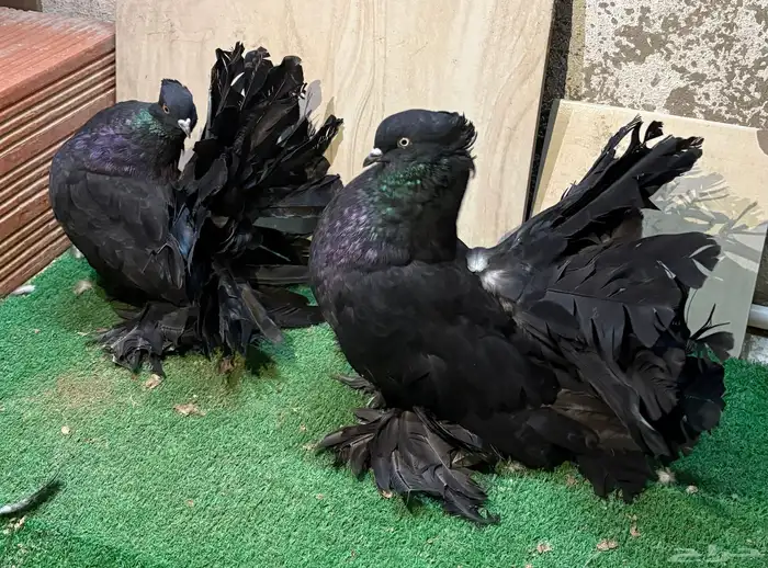 زوج رقاص هندي منتج 0