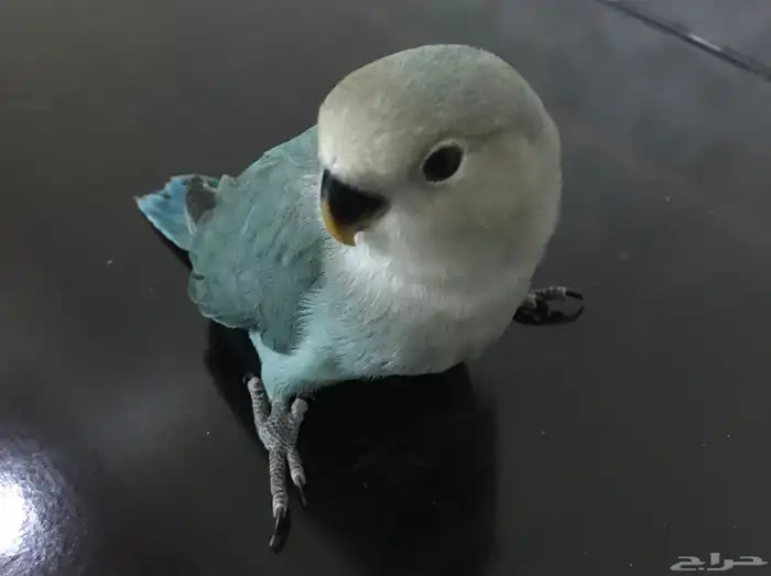 عصافير روز 1