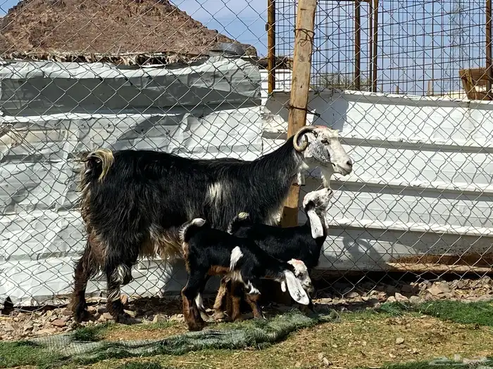 معزا ولد متاويم وحده تحتها ثلاث وحده تحتها ثنين 16