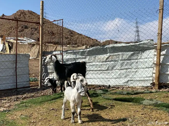 معزا ولد متاويم وحده تحتها ثلاث وحده تحتها ثنين 12