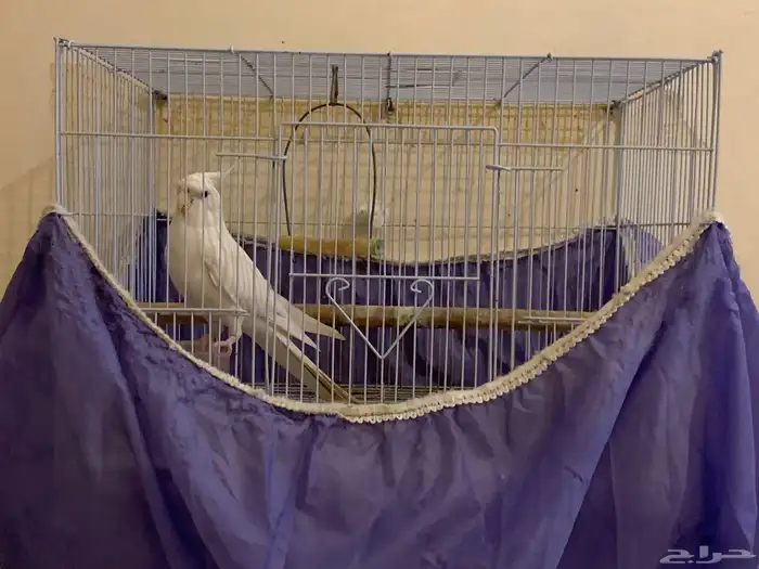 كروان البينو ذكر اليف 2