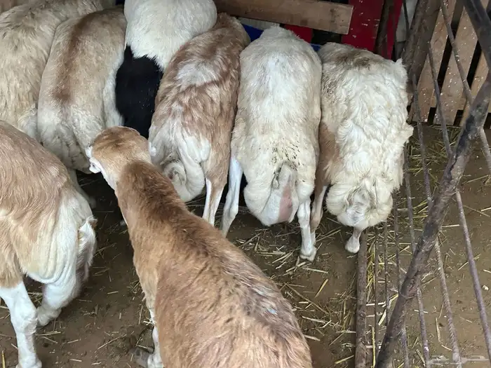 رفيديات جذعان مرآبي 34