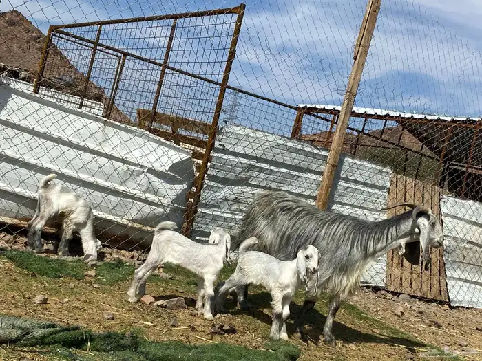 معزا ولد متاويم وحده تحتها ثلاث وحده تحتها ثنين 6