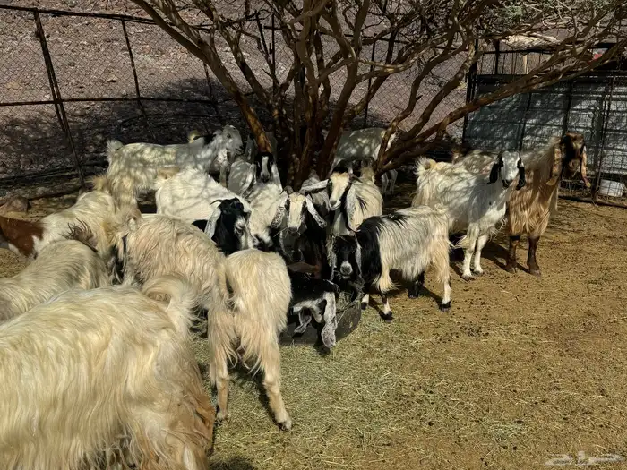 معزاء طيبه للي يبي الزين 5