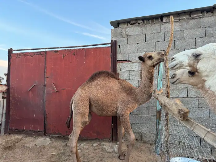 قعود طيب العمر 10 شهور 2