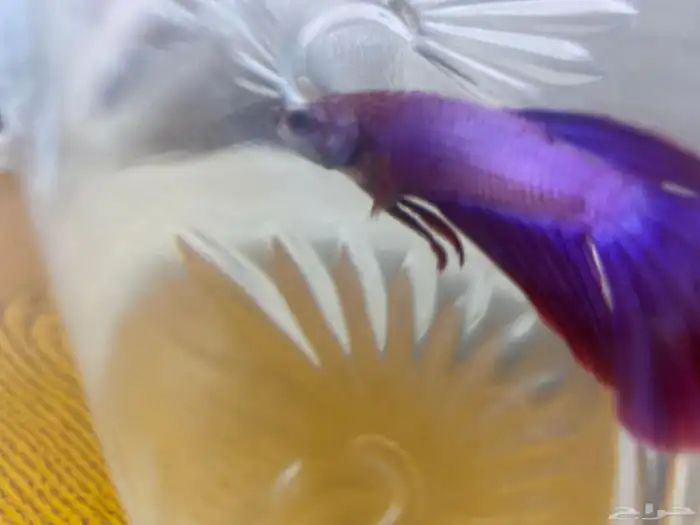 سمكه فايتر واكلها 1