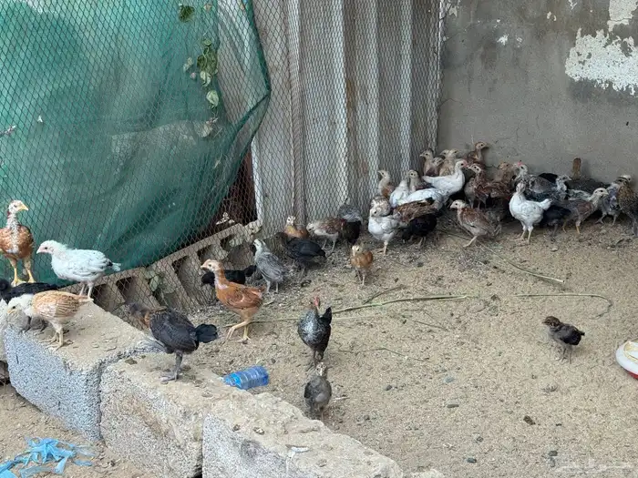 دجاج بلدي وبينه25 حبه فارسي بضبط 4